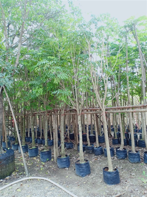 ต้นปีบทอง | ร้านขายต้นไม้ดงบังปราจีนราคาถูก - เมืองปราจีนบุรี ปราจีนบุรี