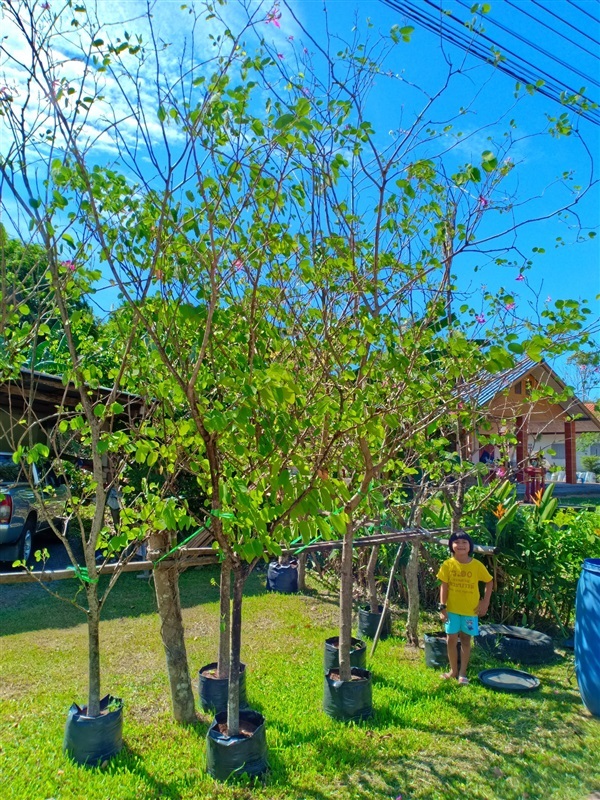 ต้นชงโคฮอลแลนด์ | ร้านขายต้นไม้ดงบังปราจีนราคาถูก - เมืองปราจีนบุรี ปราจีนบุรี