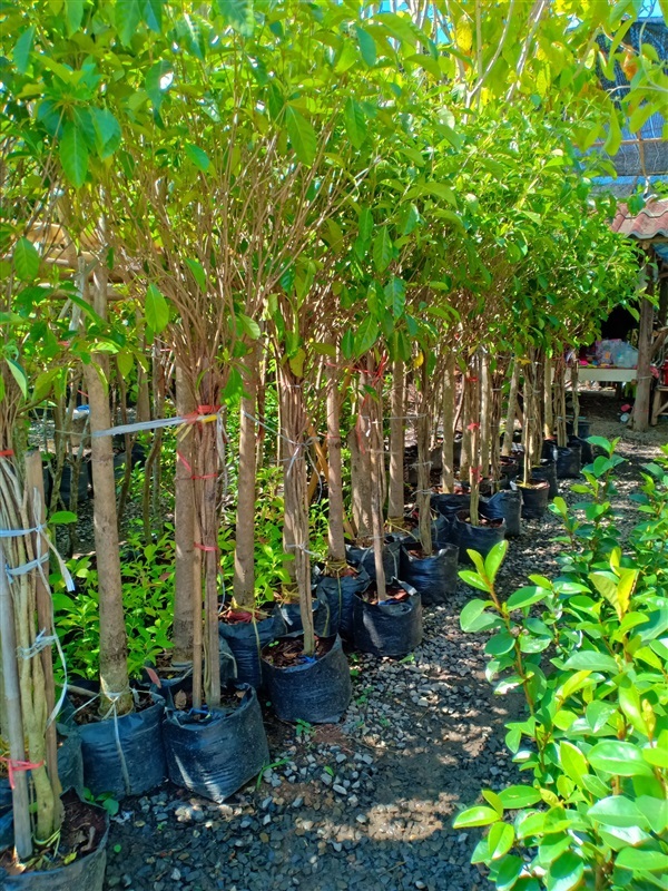 ต้นพุดน้ำบุศย์ | ร้านขายต้นไม้ดงบังปราจีนราคาถูก - เมืองปราจีนบุรี ปราจีนบุรี