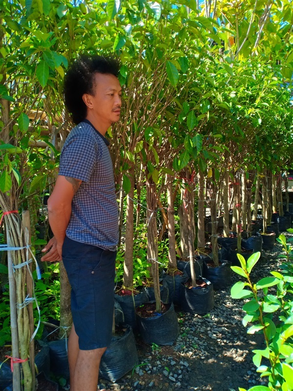 ต้นพุดน้ำบุศย์ | ร้านขายต้นไม้ดงบังปราจีนราคาถูก - เมืองปราจีนบุรี ปราจีนบุรี