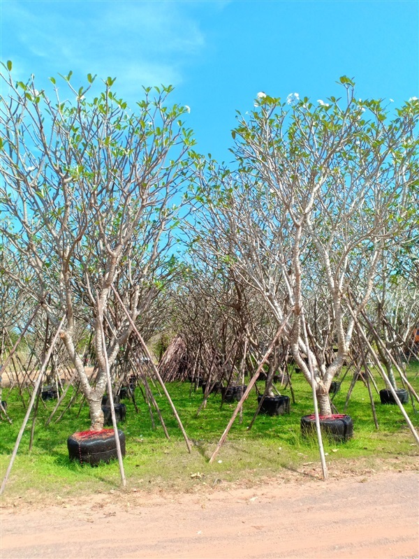 ต้นลีลาวดี | ร้านขายต้นไม้ดงบังปราจีนราคาถูก - เมืองปราจีนบุรี ปราจีนบุรี
