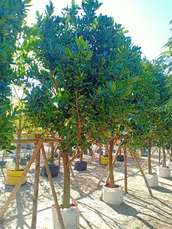 ต้นกระทิง | ร้านขายต้นไม้ดงบังปราจีนราคาถูก - เมืองปราจีนบุรี ปราจีนบุรี