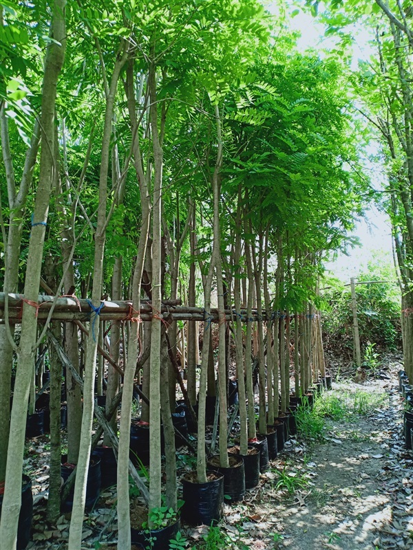 ต้นกระพี้จั่น | ร้านขายต้นไม้ดงบังปราจีนราคาถูก - เมืองปราจีนบุรี ปราจีนบุรี