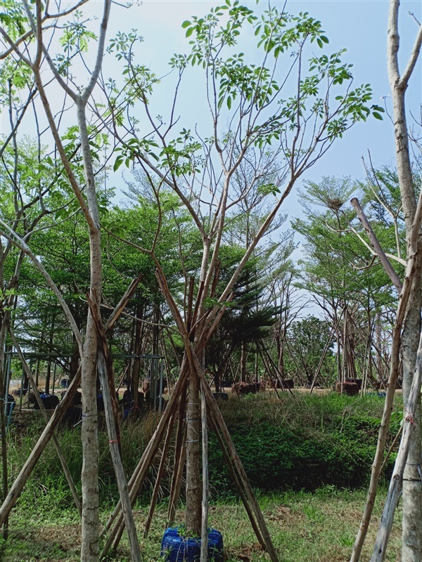 ต้นชมพูพันธุ์ทิพย์ | ร้านขายต้นไม้ดงบังปราจีนราคาถูก - เมืองปราจีนบุรี ปราจีนบุรี