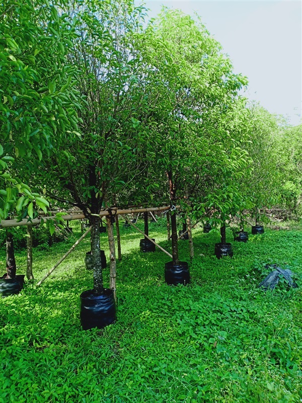 ต้นพิกุล | ร้านขายต้นไม้ดงบังปราจีนราคาถูก - เมืองปราจีนบุรี ปราจีนบุรี