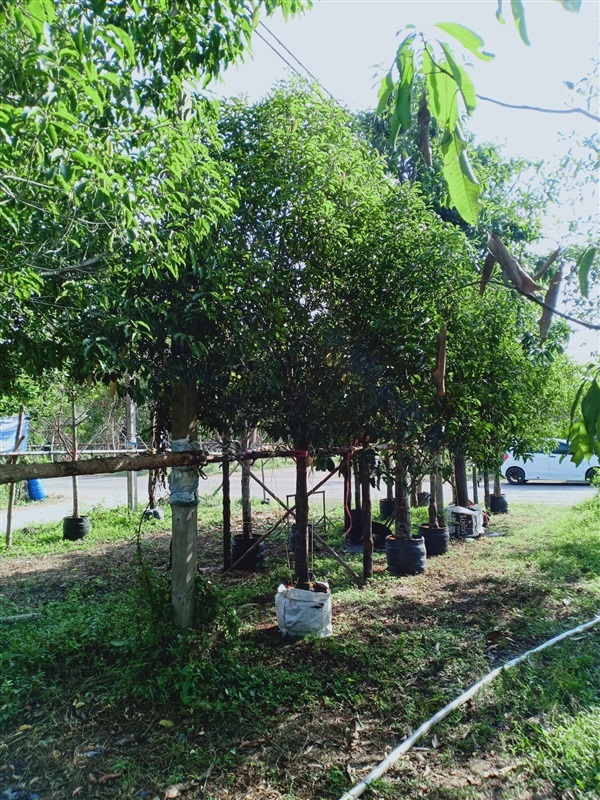 ต้นพิกุล | ร้านขายต้นไม้ดงบังปราจีนราคาถูก - เมืองปราจีนบุรี ปราจีนบุรี