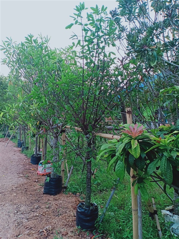 ต้นมะดัน | ร้านขายต้นไม้ดงบังปราจีนราคาถูก - เมืองปราจีนบุรี ปราจีนบุรี
