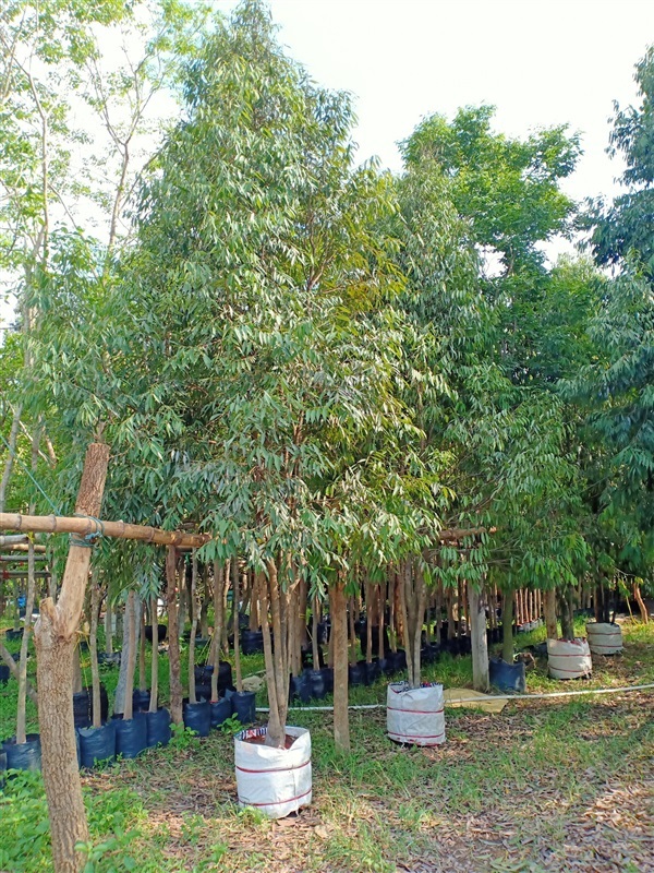 ต้นบุนนาค | ร้านขายต้นไม้ดงบังปราจีนราคาถูก - เมืองปราจีนบุรี ปราจีนบุรี