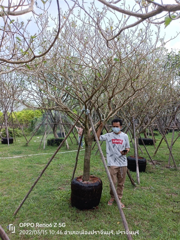 ต้นพุดกุหลาบ | ร้านขายต้นไม้ดงบังปราจีนราคาถูก - เมืองปราจีนบุรี ปราจีนบุรี