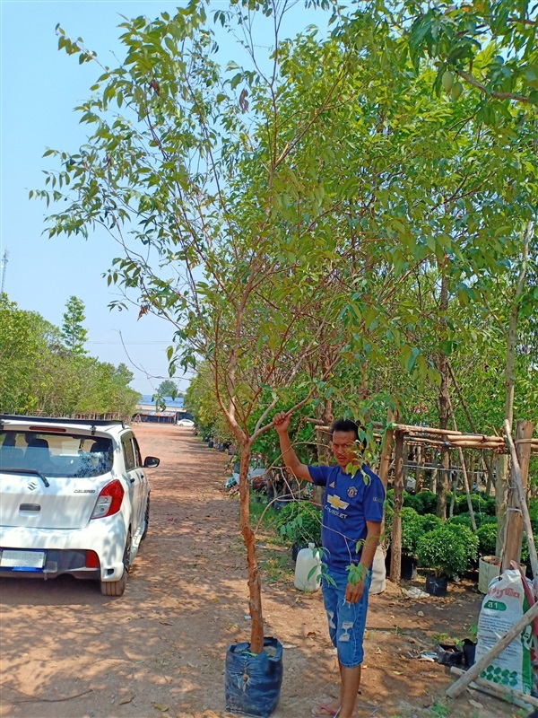 ต้นเสม็ดแดงต้นเสม็ดแดง | ร้านขายต้นไม้ดงบังปราจีนราคาถูก - เมืองปราจีนบุรี ปราจีนบุรี