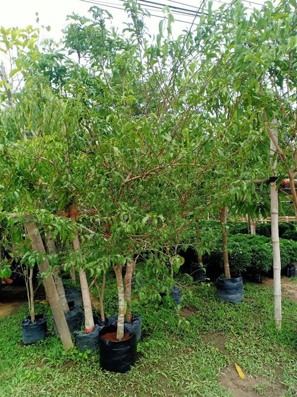 ต้นไข่ดาว | ร้านขายต้นไม้ดงบังปราจีนราคาถูก - เมืองปราจีนบุรี ปราจีนบุรี