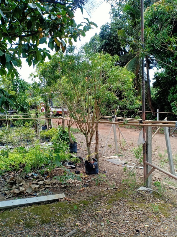 ต้นรำเพย | ร้านขายต้นไม้ดงบังปราจีนราคาถูก - เมืองปราจีนบุรี ปราจีนบุรี