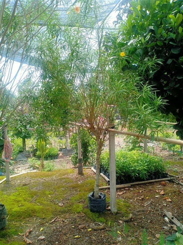 ต้นรำเพย | ร้านขายต้นไม้ดงบังปราจีนราคาถูก - เมืองปราจีนบุรี ปราจีนบุรี