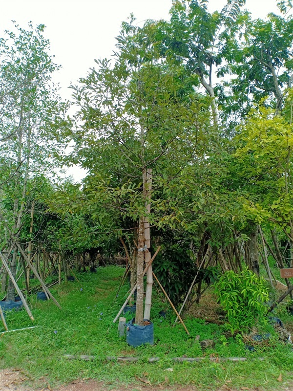 ต้นพยอม | ร้านขายต้นไม้ดงบังปราจีนราคาถูก - เมืองปราจีนบุรี ปราจีนบุรี