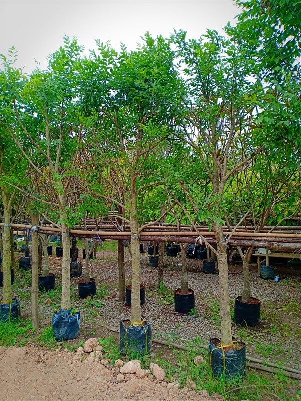 ต้นแคนา | ร้านขายต้นไม้ดงบังปราจีนราคาถูก - เมืองปราจีนบุรี ปราจีนบุรี