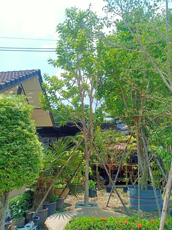 ต้นบุหงาส่าหรี | ร้านขายต้นไม้ดงบังปราจีนราคาถูก - เมืองปราจีนบุรี ปราจีนบุรี