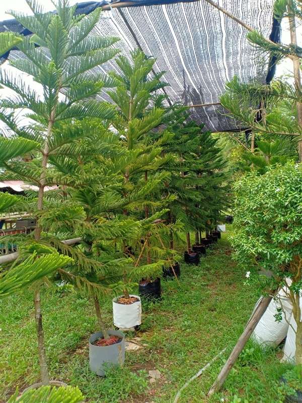 ต้นสนฉัตร | ร้านขายต้นไม้ดงบังปราจีนราคาถูก - เมืองปราจีนบุรี ปราจีนบุรี