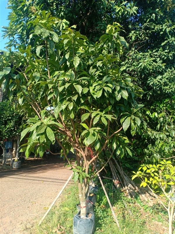 ต้นบัวสวรรค์ | ร้านขายต้นไม้ดงบังปราจีนราคาถูก - เมืองปราจีนบุรี ปราจีนบุรี