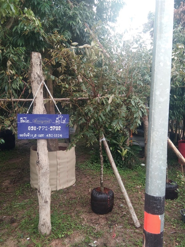 ต้นรวงผึ้ง | ร้านขายต้นไม้ดงบังปราจีนราคาถูก - เมืองปราจีนบุรี ปราจีนบุรี