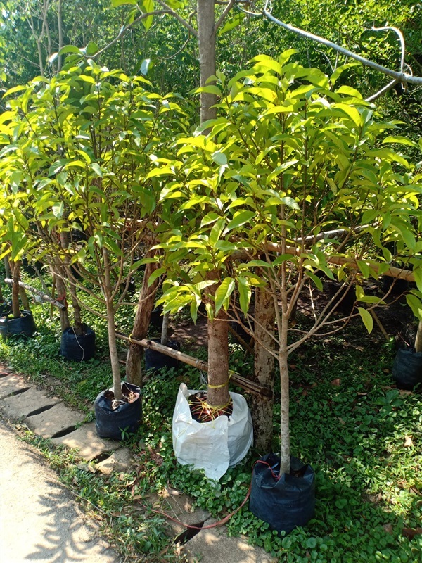 ต้นจำปา | ร้านขายต้นไม้ดงบังปราจีนราคาถูก - เมืองปราจีนบุรี ปราจีนบุรี