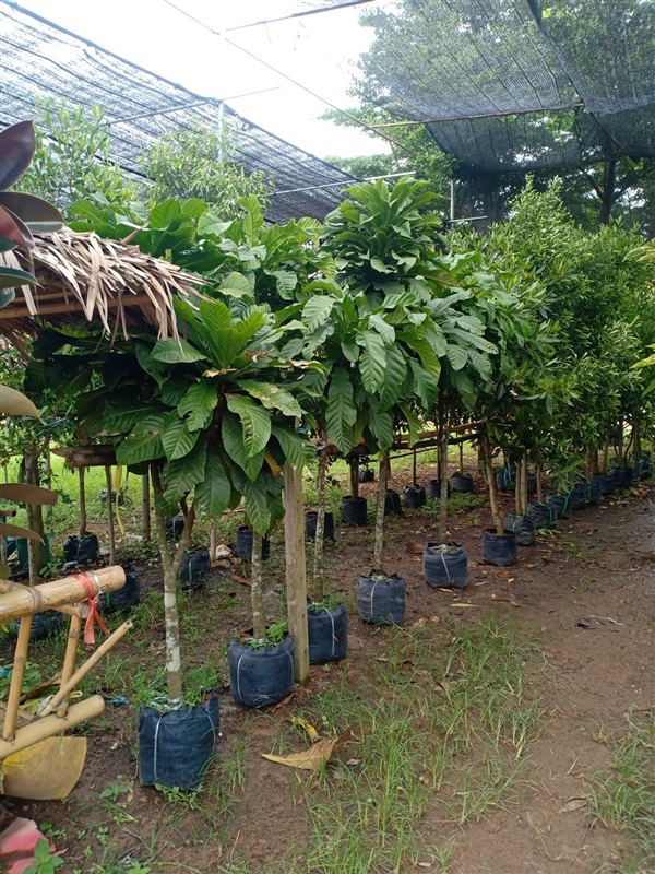 ต้นจิกเศรษฐี | ร้านขายต้นไม้ดงบังปราจีนราคาถูก - เมืองปราจีนบุรี ปราจีนบุรี