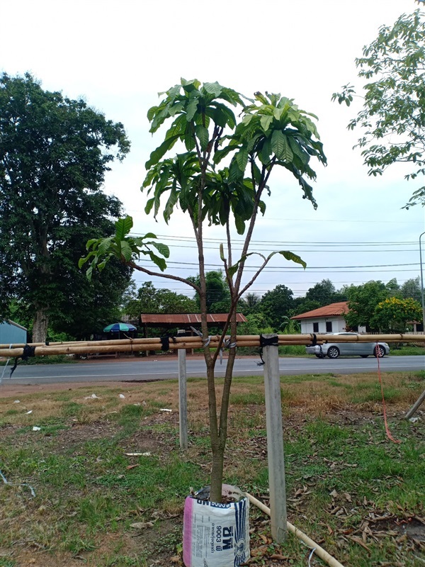 ต้นจิกเศรษฐี | ร้านขายต้นไม้ดงบังปราจีนราคาถูก - เมืองปราจีนบุรี ปราจีนบุรี