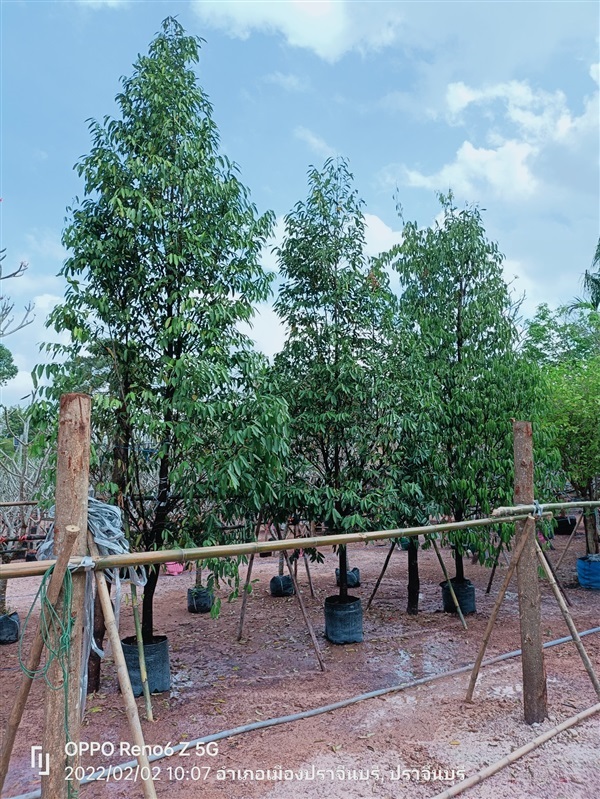 ต้นลำดวน | ร้านขายต้นไม้ดงบังปราจีนราคาถูก - เมืองปราจีนบุรี ปราจีนบุรี