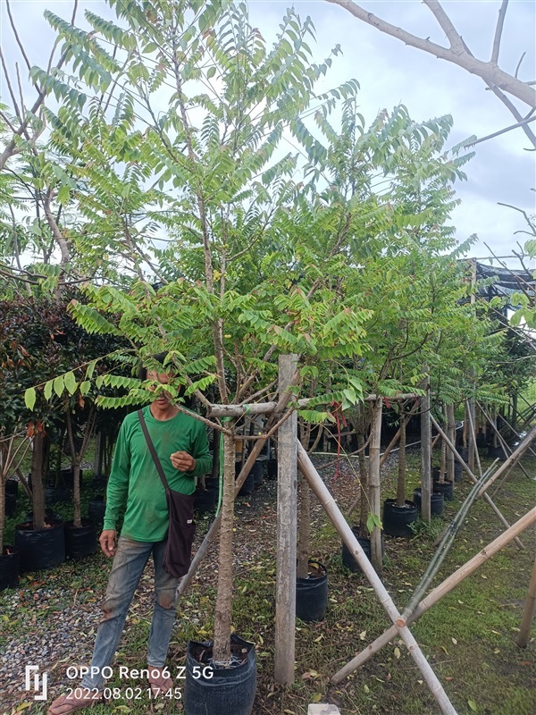 ต้นมะยม | ร้านขายต้นไม้ดงบังปราจีนราคาถูก - เมืองปราจีนบุรี ปราจีนบุรี