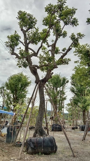 ต้นพยอม หอมไกล ขนาด 16 นิ้ว | สวนตั้มเครนพันธ์ไม้ - แก่งคอย สระบุรี