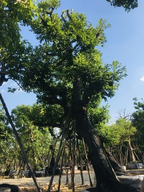 ต้นพยอม | สวนพี&เอ็มเจริญทรัพย์พันธ์ุไม้ - แก่งคอย สระบุรี