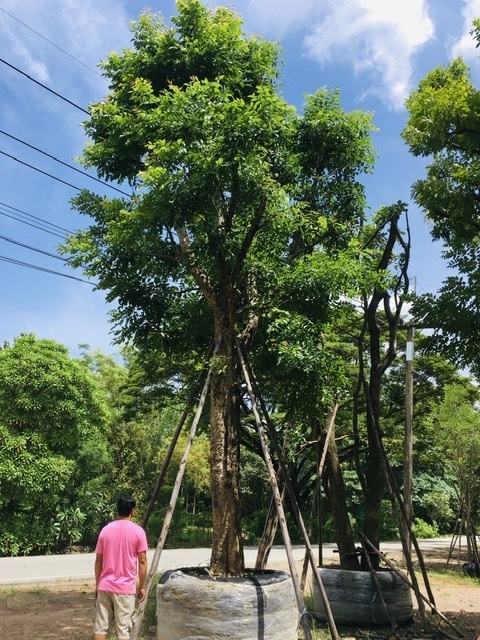 ต้นแคนา | สวนพี&เอ็มเจริญทรัพย์พันธ์ุไม้ - แก่งคอย สระบุรี