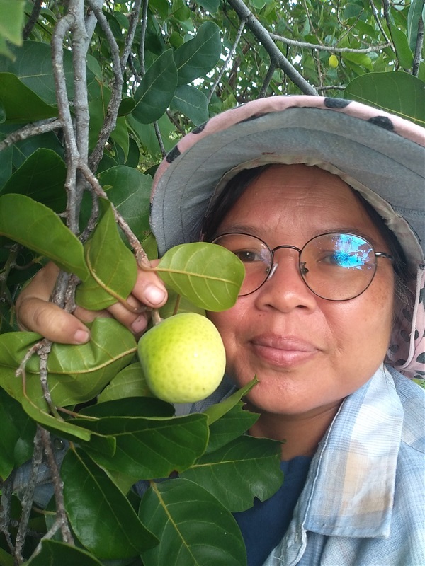 มะหาด ขายเมล็ดพันธ์ต้นกล้า | เมล็ดพันธุ์ดี เกษตรวิถีไทย - เมืองระยอง ระยอง