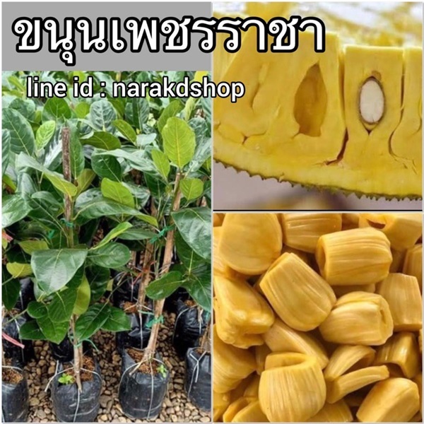 ต้นขนุนเพชรราชา  | มนตรี สวนป่าไม้เศรษฐกิจ - โพธาราม ราชบุรี