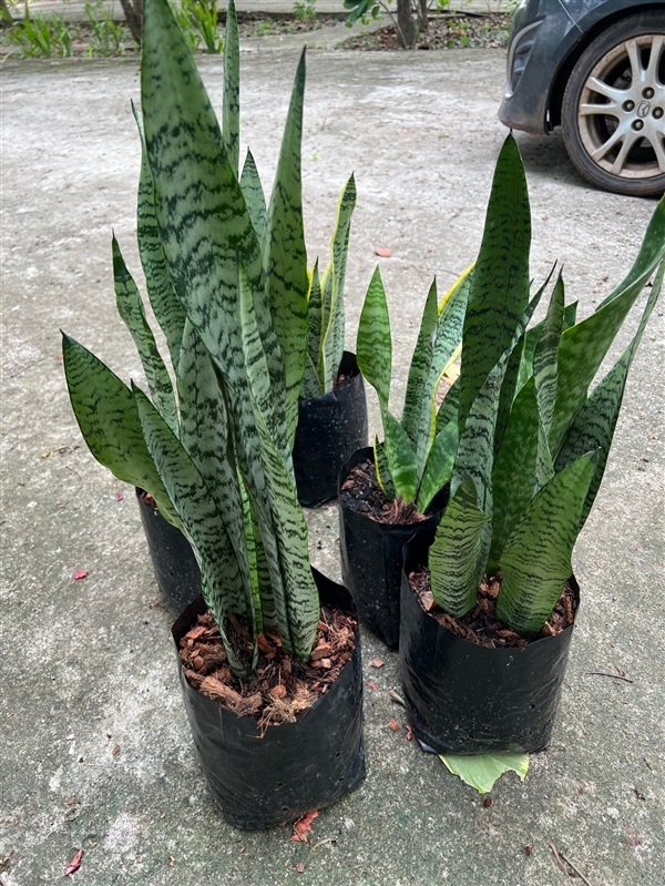 ลิ้นมังกร snake plant