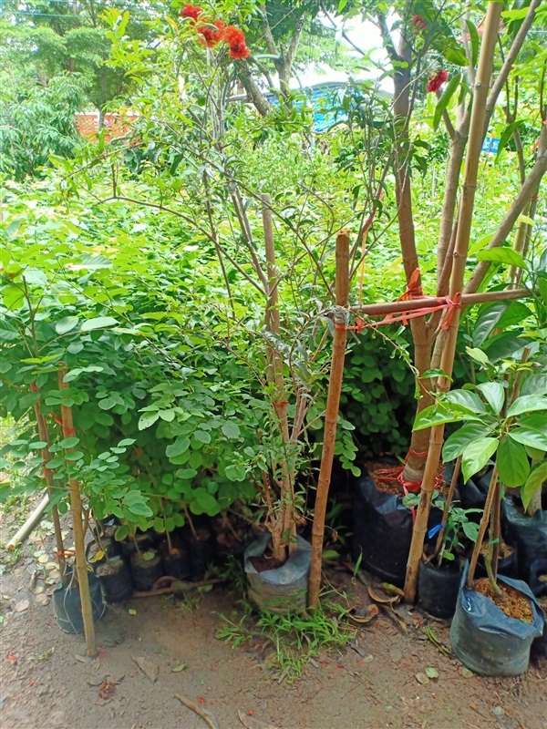 ต้นทับทิม | ร้านขายต้นไม้ดงบังปราจีนราคาถูก - เมืองปราจีนบุรี ปราจีนบุรี