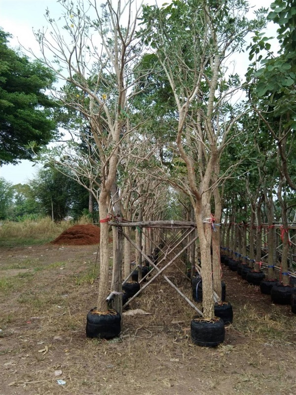 ต้นเหลืองปรียาธร | ร้านขายต้นไม้ดงบังปราจีนราคาถูก - เมืองปราจีนบุรี ปราจีนบุรี