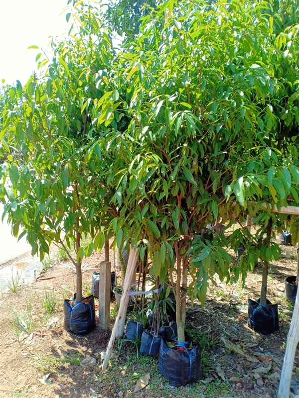 ต้นมะยงชิด | ร้านขายต้นไม้ดงบังปราจีนราคาถูก - เมืองปราจีนบุรี ปราจีนบุรี