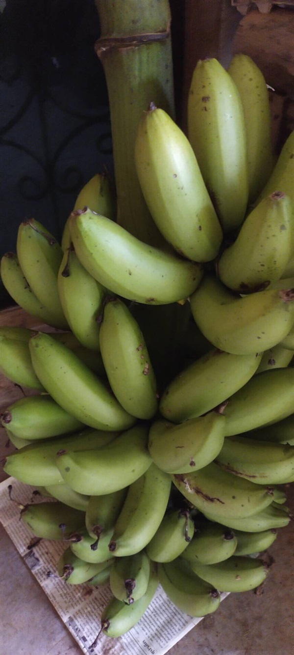 กล้วยทองเสา พันธุ์กล้วยทองเสา ส่งเก็บเงินปลายทาง