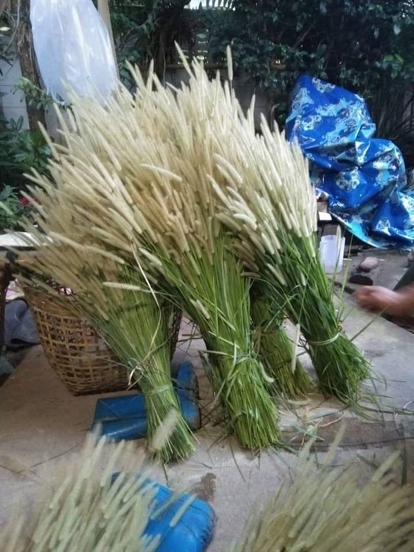 หญ้าหางกระรอก | เมล็ดพันธุ์ดี เกษตรวิถีไทย - เมืองระยอง ระยอง