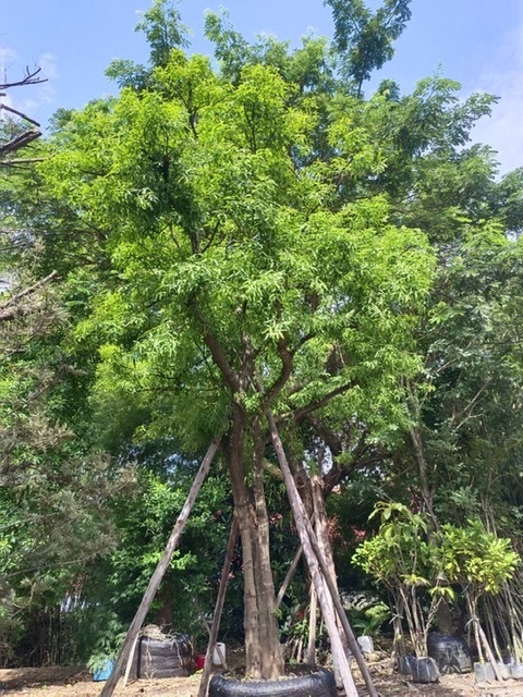 ต้นแจง | สวนพี&เอ็มเจริญทรัพย์พันธ์ุไม้ - แก่งคอย สระบุรี