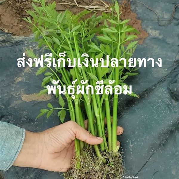 พันธุ์ผักชีล้อม ส่งเก็บเงินปลายทาง | เนตรนภาพันธุ์ไม้ - เมืองตรัง ตรัง