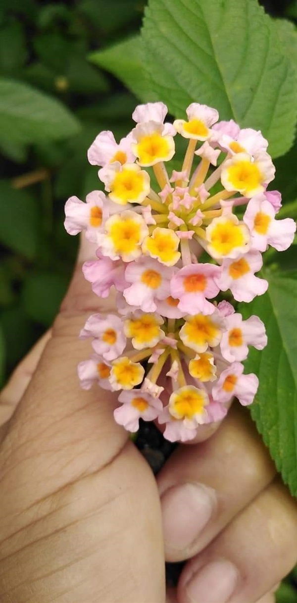 ผกากรองสีชมพูขายเมล็ดพันธ์/ต้นกล้า | เมล็ดพันธุ์ดี เกษตรวิถีไทย - เมืองระยอง ระยอง