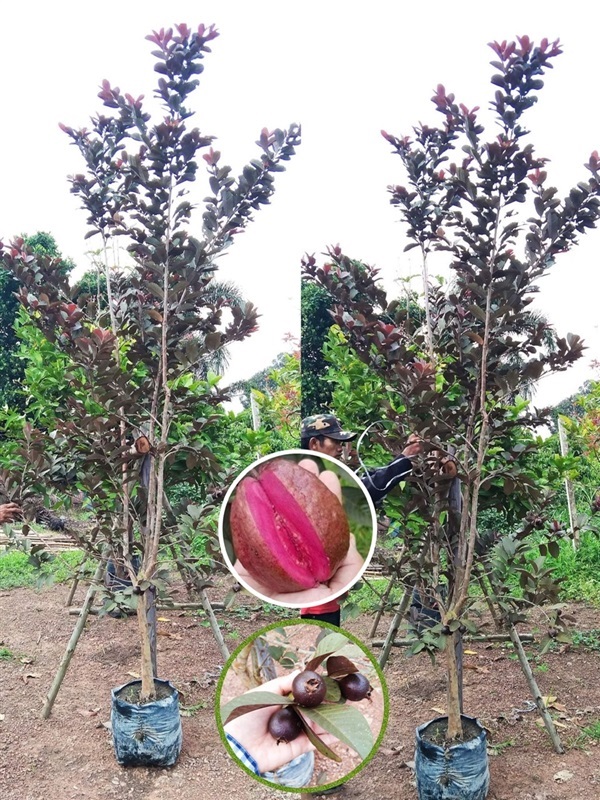 ต้นฝรั่งแดงทับทิมสยาม ไม้หน้า 2.5 | เก่ง ไม้ผล ตลาดต้นไม้ดงบัง ปราจีนบุรี - เมืองปราจีนบุรี ปราจีนบุรี