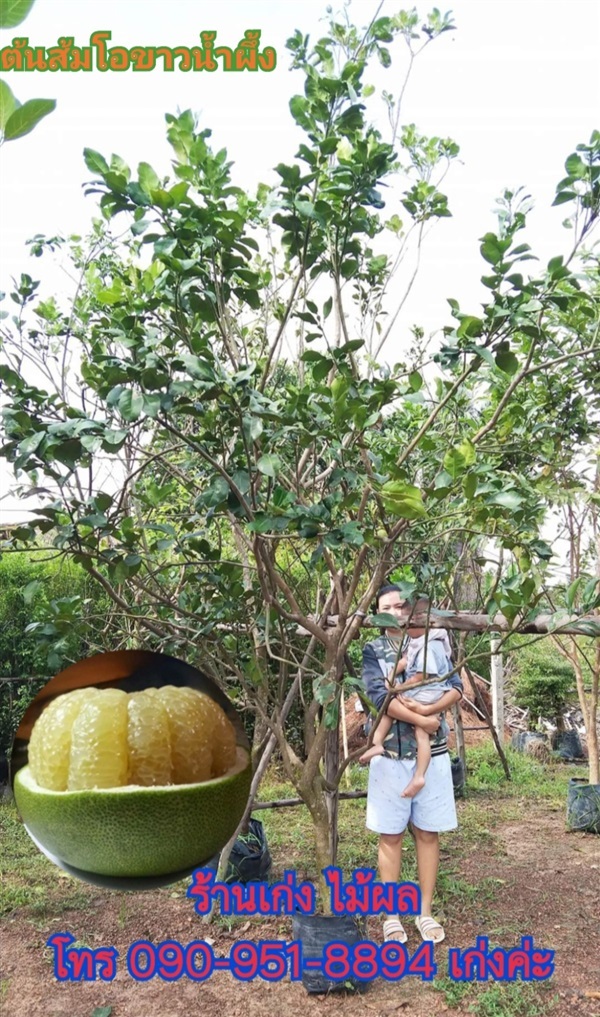 ต้นส้มโอขาวน้ำผึ้ง ไม้หน้า 3 | เก่ง ไม้ผล ตลาดต้นไม้ดงบัง ปราจีนบุรี - เมืองปราจีนบุรี ปราจีนบุรี