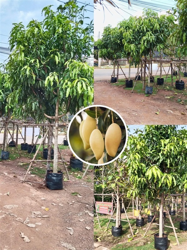 ต้นมะม่วงน้ำดอกไม้สีทอง ไม้หน้า 3 | เก่ง ไม้ผล ตลาดต้นไม้ดงบัง ปราจีนบุรี - เมืองปราจีนบุรี ปราจีนบุรี