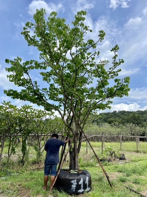 ต้นชงโคเปอร์เซีย ขนาด11นิ้ว | สวนตั้มเครนพันธ์ไม้ - แก่งคอย สระบุรี