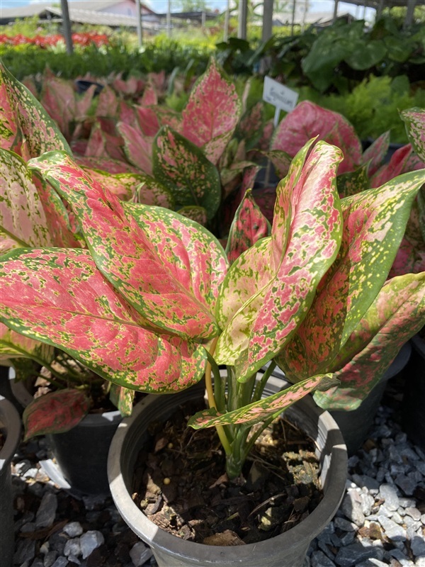 อโกลนีมา อัญมณีแดง Aglaonema