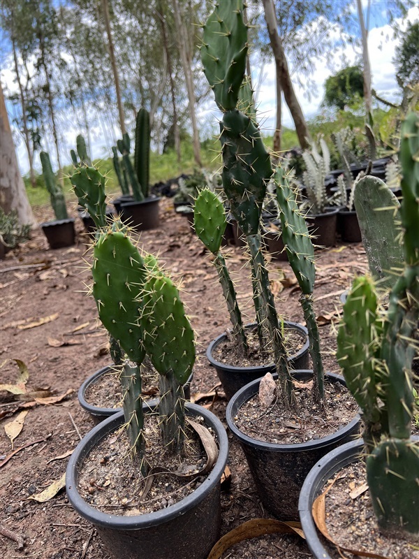 โอพันเทีย ทูน่า หนามทอง Opuntia Tuna