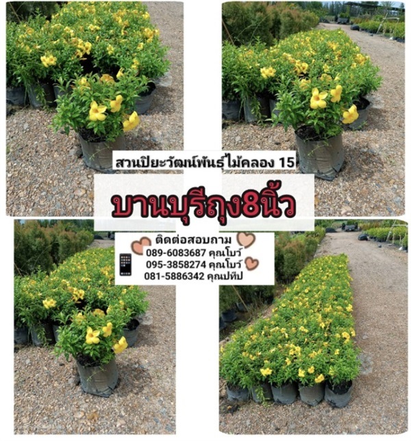 บานบุรี ถุง8นิ้ว