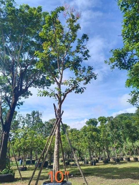 ต้นตะแบก | สวนพี&เอ็มเจริญทรัพย์พันธ์ุไม้ - แก่งคอย สระบุรี